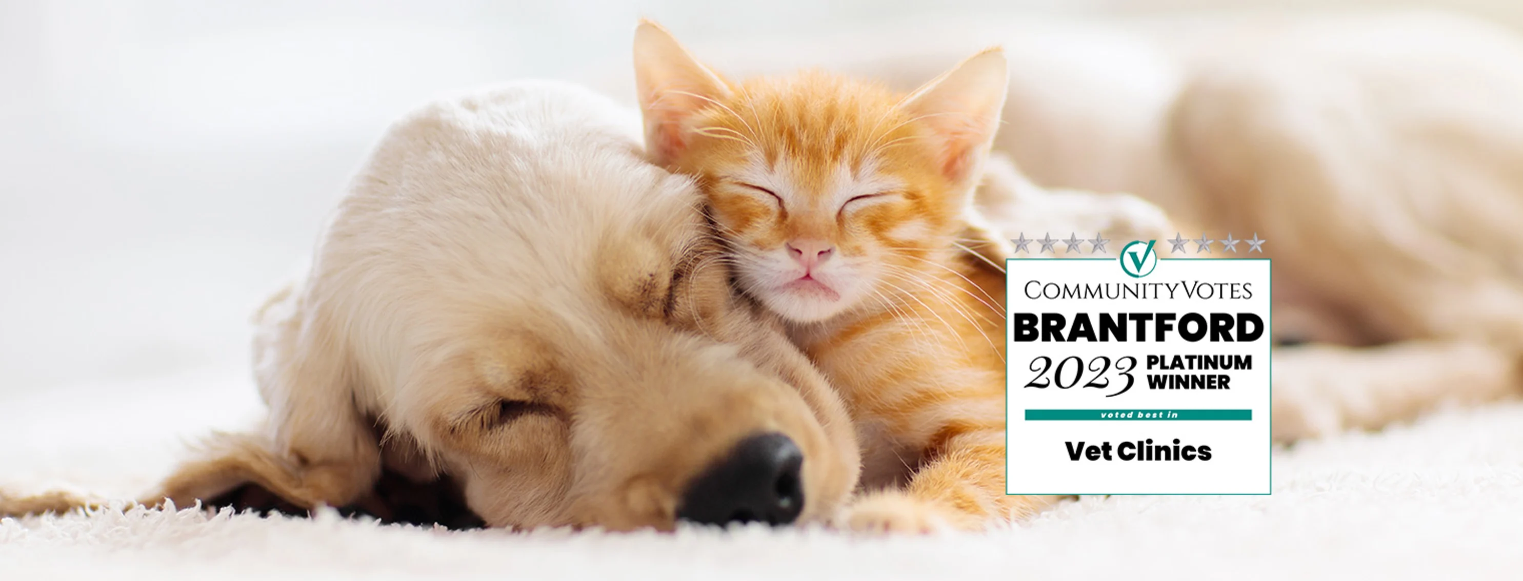 Puppy with Kitten snuggle at home w/ Brantford 2023 Platinum Winner Logo